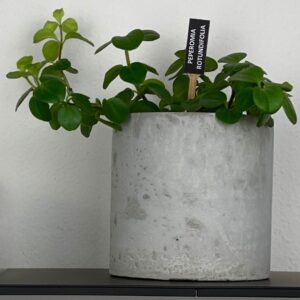 vaso rotondo in malta di cemento fatto a mano di diametro 8,3 cm con piantina di peperomia