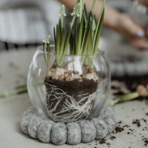 piccolo vaso in vetro a boccia con supporto in feltro di lana lavorato a palline color grigio utilizzato come contenitore centrotavola per bulbi di fiori