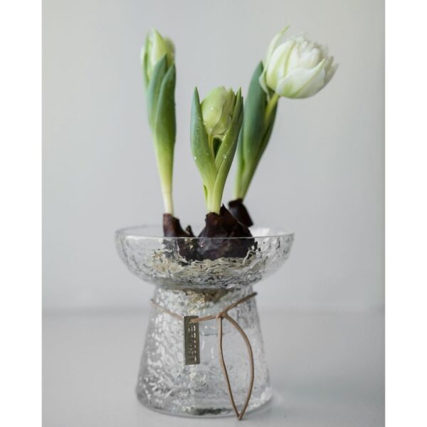 Vaso porta bulbi in vetro design svedese - immagine 2