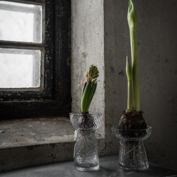 Vaso porta bulbi in vetro design svedese - immagine 3